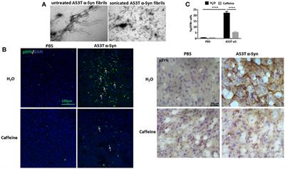 Chronic Caffeine Treatment Protects Against α-Synucleinopathy by Reestablishing Autophagy Activity in the Mouse Striatum